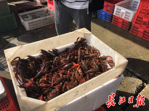 白沙洲農副產品大市場龍蝦批發日破百噸，武漢“撮蝦子”熱度不減